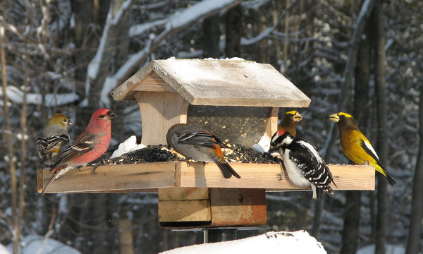 Winter Birds